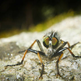 Insects