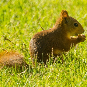 Miscellaneous Animals